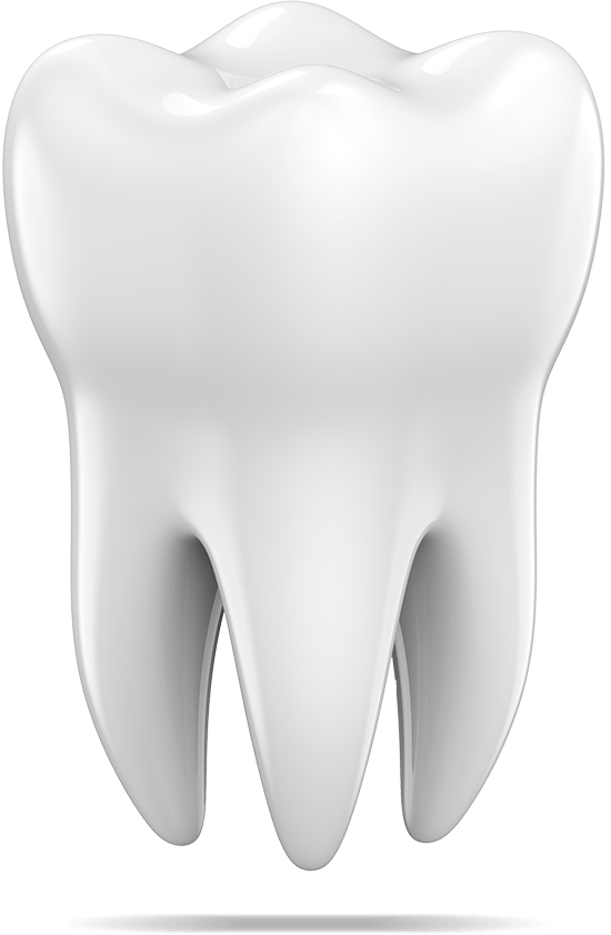 tooth model